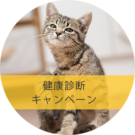 健康診断キャンペーン