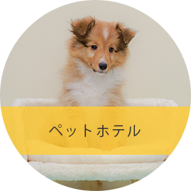 ペットホテル