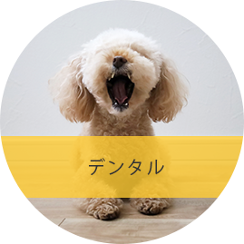 デンタル